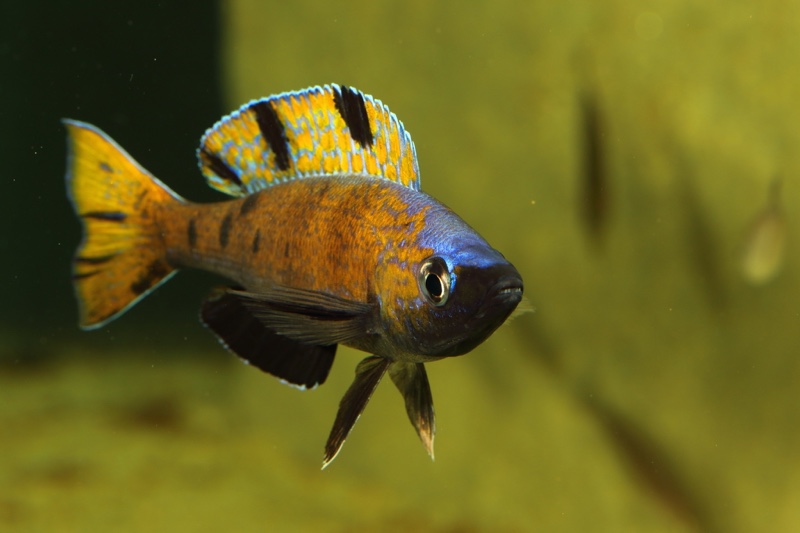 Cyprichromis microlepidotus 'Kiriza'